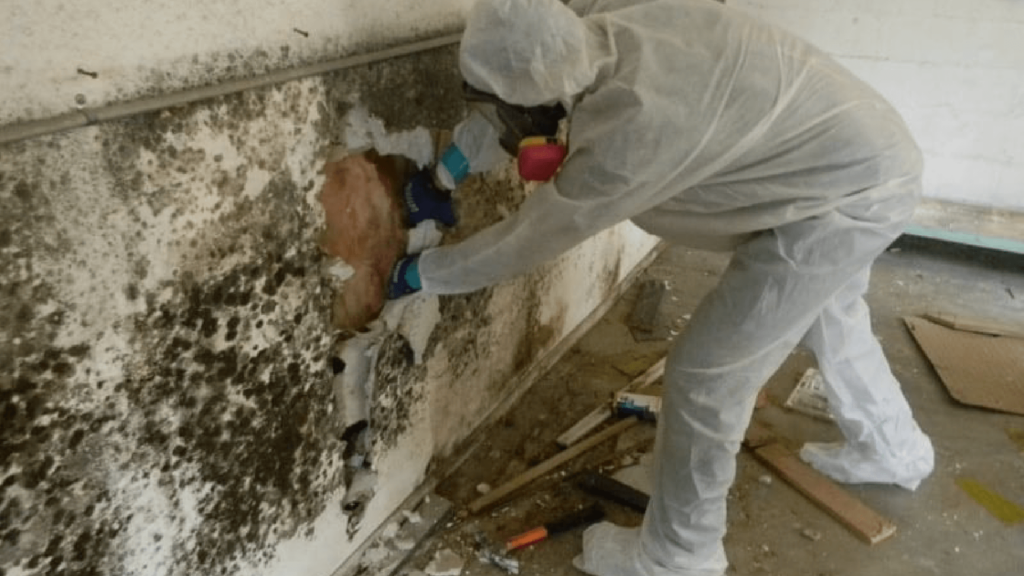 Rytech Mold Specialist Palm Coast Florida