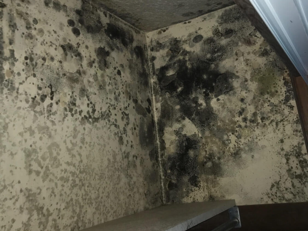 Black Mold Growth From Water Damage in Bedroom Closet